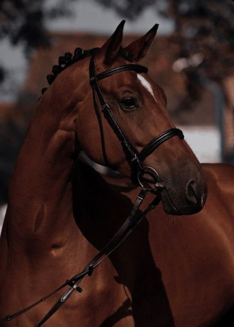 May include: A brown horse with a black bridle and reins. The horse is looking to the side and has a white stripe on its forehead.