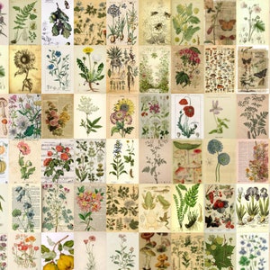 260 PCS - poster vintage - stampe botaniche - kit collage parete - stampe cottagecore - kit collage parete poster vintage - arredamento camera