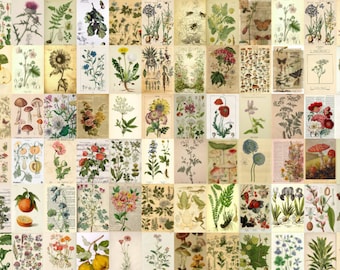 260 PCS - vintage posters - botanical prints - wall collage kit - cottagecore prints - vintage poster wall collage kit - room decor