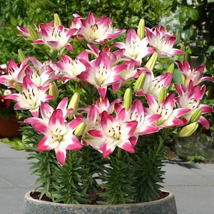 May include: A potted arrangement of pink and white lilies with green foliage. The lilies are in full bloom and have a delicate, elegant appearance.