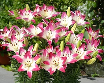 Bulbos de Lilium Asiático LOLLYPOP (2 piezas): hermosas flores blancas y rosadas, perfectas para jardines soleados.