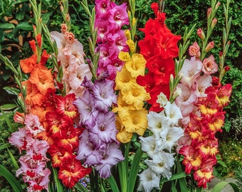 Mix di Gladioli Vibranti - Una Sinfonia di Colori