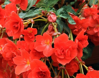 Begonia rossa Radiant Pendula - "Crimson Cascade" - Confezione da 2 / Luxurious Velvet Falls