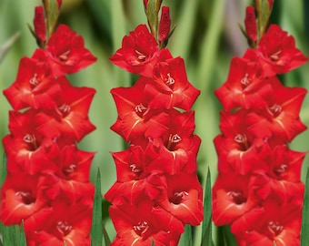 Gladiolen ROMA-bollen (10 stuks) - levendige rode bloemen, ideaal voor zonnige tuinen, winterhard en gemakkelijk te kweken