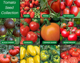 Collection diversifiée de graines de tomates - 11 variétés uniques, sans OGM, taux de germination élevés - Parfait pour les jardiniers et les chefs