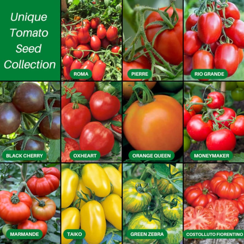 Unique Tomato Seed Collection Grow Taiko, S.pierre, Roma VF, and More