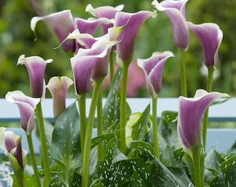 Calla PICASSO Bulbs (1 pcs) - Striking Bi-color Flowers, Ideal for Gardens and Home, Hardy Perennial