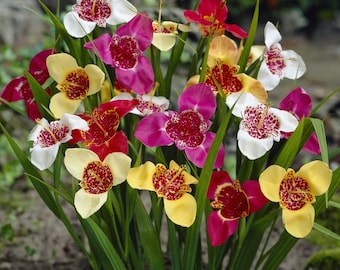 ""Peacock Bloom Collection"" - Tigridia pavonia Blumenzwiebel Mix - 5er Pack | Ein floraler Wandbehang für den Garten