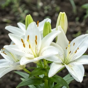 Può includere: Primo piano di gigli bianchi con polline giallo e steli verdi. I gigli sono a fuoco, mentre lo sfondo è sfocato.