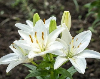 Bulbi di gigli UMBRIA (1 pz.) - Eleganti fiori bianchi, prosperano in zone soleggiate, resistenti e perenni