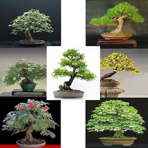 Può includere: Una collezione di bonsai in vari stili e dimensioni, tra cui un pino, un ginepro e un acero. Gli alberi sono in vaso in vasi di ceramica e sono esposti su supporti in legno.