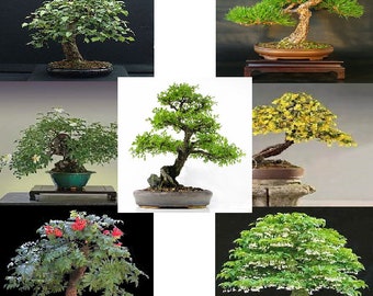 Exquisite Bonsai Seed Collection: 7 Unique Varieties - Perfect for Beginners & Enthusiasts