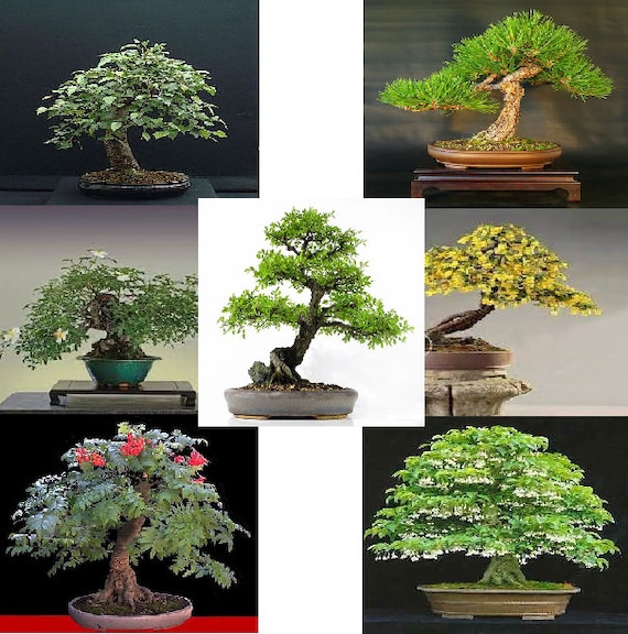 Bonsai-Baum-Samen, sieben verschiedene Sorten, zchten Sie Ihren eigenen  Bonsai-Baum aus Samen, hohe Qualitt - Etsy.de