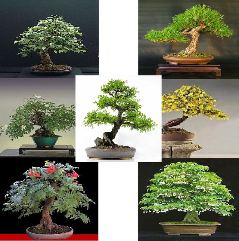 7variety Bonsai Tree Seed Collection Grow Your Own Bonsai Trees With