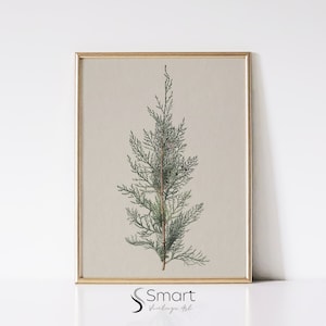 Vintage Juniper Tree Branch Print: Antique Botanical Art (Digital Download)