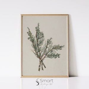 Vintage Juniper Branch Print: Botanical Winter Wall Art (Digital Download)