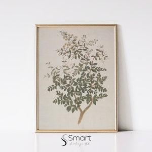 Vintage Botanical Sketch,Branch Drawing,Minimalist Botanical Wall Art,Vintage Sketch Art,Rustic Botanical Print, Neutral Farmhouse Decor,100