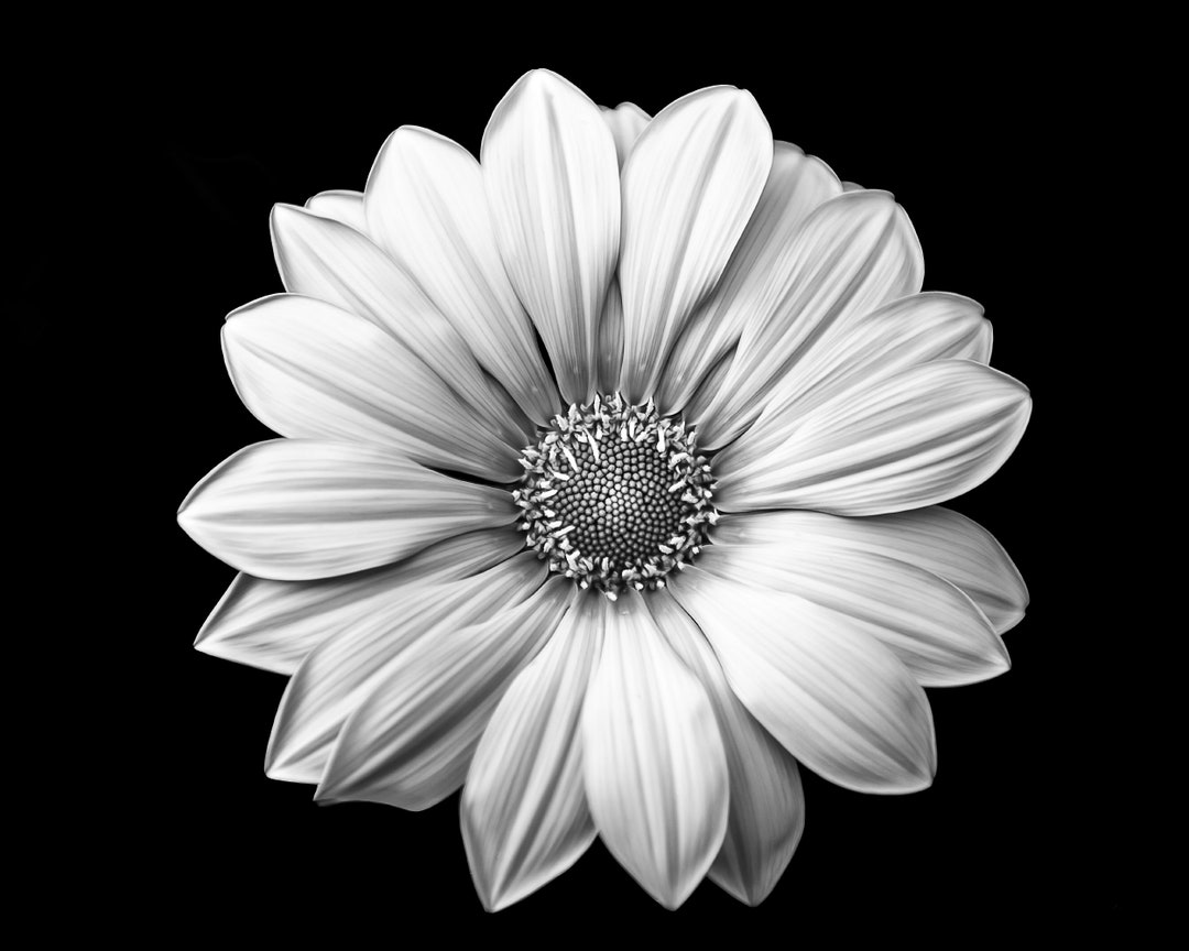 Minimalist Black and White Daisy Flower Fine Art Print Hotel - Etsy