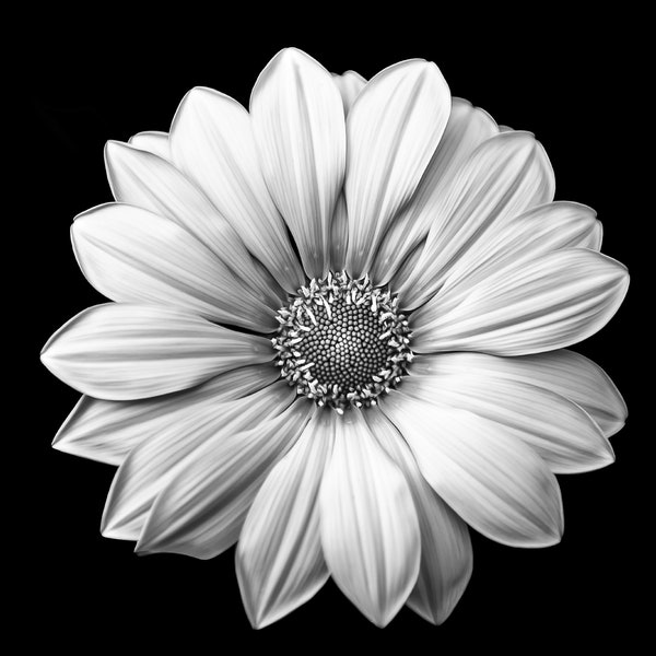 Black and White Daisy Art Etsy