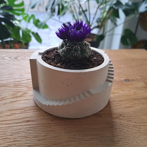 Könnte beinhalten: Ein kleiner, runder Kaktus mit lila Blüten, der in einem weißen Betontopf mit einem einzigartigen Spiraldesign wächst.