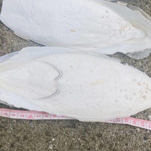 Puede incluir: Dos huesos de sepia blancos se muestran sobre una superficie gris. Una cinta métrica rosa y blanca se coloca junto al hueso más grande, mostrando una longitud de aproximadamente 23 cm. Los huesos tienen una superficie texturizada.