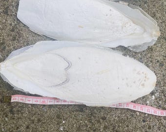 Two 20cm Large Cuttlefish Bones. Birds, Tortoise Snails, cuttle Bones