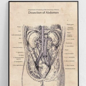 May include: A vintage anatomical illustration of the human abdomen, showing the organs and blood vessels. The image is in black and white and has a detailed, intricate style. The text labels the various organs and structures, including the diaphragm, kidneys, liver, and intestines. The image is titled "Dissection of Abdomen" and is from the Department of Anatomy of the University of Illinois.