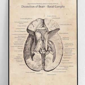 May include: A vintage anatomical illustration of the human brain, showing the basal ganglia. The image is in black and white and features detailed labels for each part of the brain.