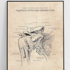 Ligamentos de la articulación del hombro derecho Póster Original
