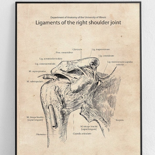 Ligaments of the right shoulder joint Original Poster