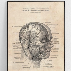 Può includere: Un'illustrazione anatomica vintage della dissezione superficiale della testa. L'illustrazione mostra i muscoli, i nervi e i vasi sanguigni della testa e del viso. L'immagine è in bianco e nero e ha un'estetica vintage.
