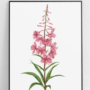 Affiche peinte à la main d'épilobe rosebay, affiche botanique, affiche de plante