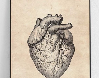 Human heart - Original Poster