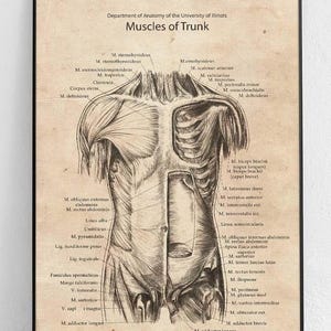 May include: Anatomy poster titled "Muscles of Trunk" from the University of Illinois. The vintage-style print features a detailed illustration of the human torso's musculature, with labeled muscles in black ink on a beige background.