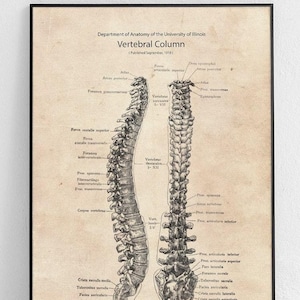 Póster original de la estructura de la columna vertebral