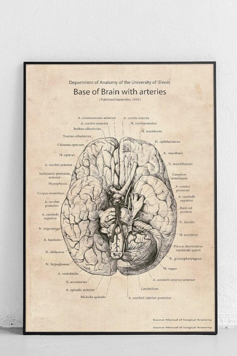 The Base of the Brain With Arteries Original Poster - Etsy