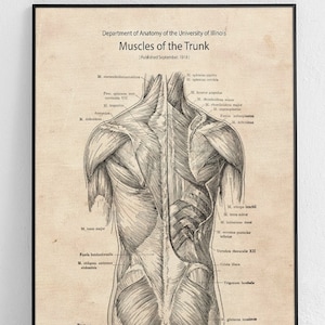 Músculos de la estructura de la espalda del tronco Póster Original