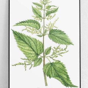 Nettle Hand painted Poster, Botanical Poster, Plant Poster