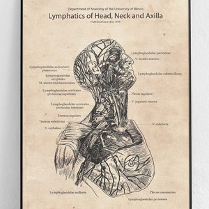 Linfatici della testa, del collo e delle ascelle Poster originale