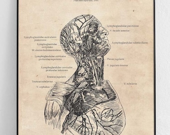 Lymphatic System Anatomy Poster: Head, Neck & Axilla Illustration