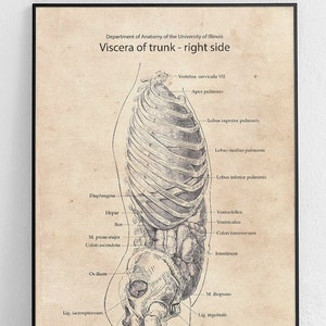 May include: A vintage anatomical illustration of the human torso, showing the organs and bones of the right side of the body. The illustration is labeled with anatomical terms in English. The image is in black and white and has a vintage aesthetic.