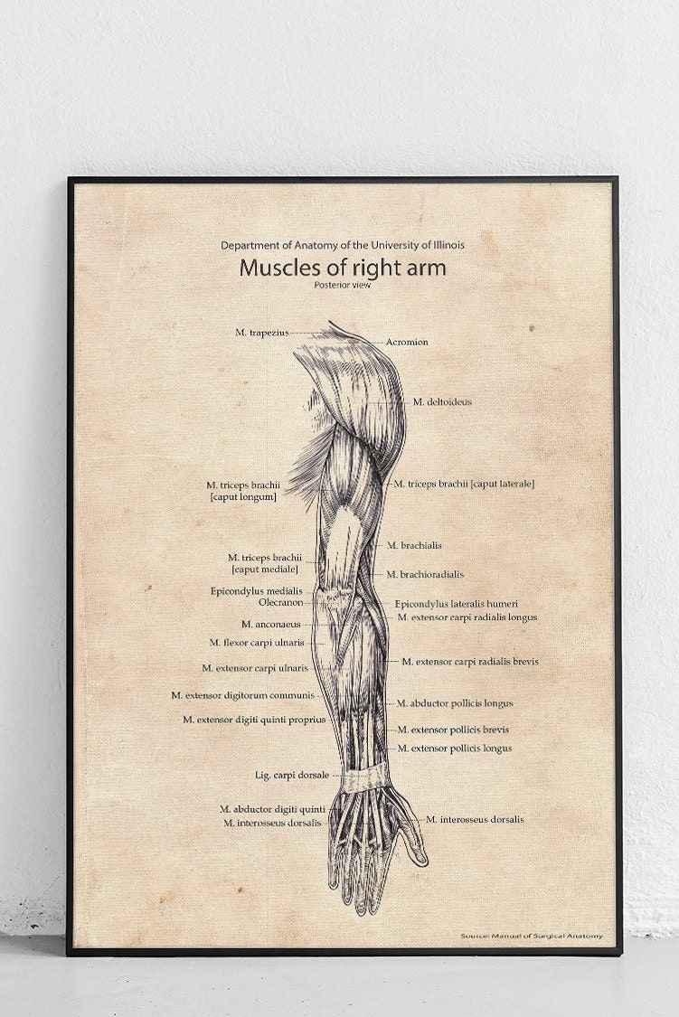 Muscles of the Arm - Posterior View - Original Poster - Etsy