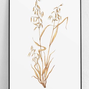 Könnte beinhalten: Eine botanische Illustration von Avena sativa, auch bekannt als Hafer, mit zarten braunen Stielen und Samenköpfen auf weißem Hintergrund.
