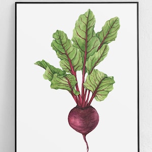 May include: A watercolour illustration of a beetroot with green leaves and a red root. The text "Beta vulgaris" is written below the beetroot.