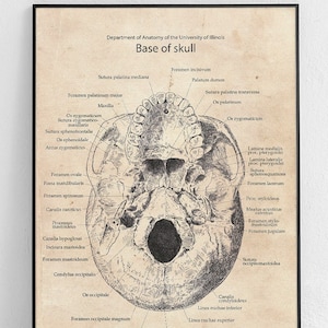 La base del poster anatomico del cranio, poster originale