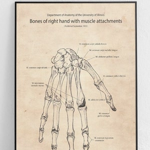 Hand skeletal and muscular system Original Poster