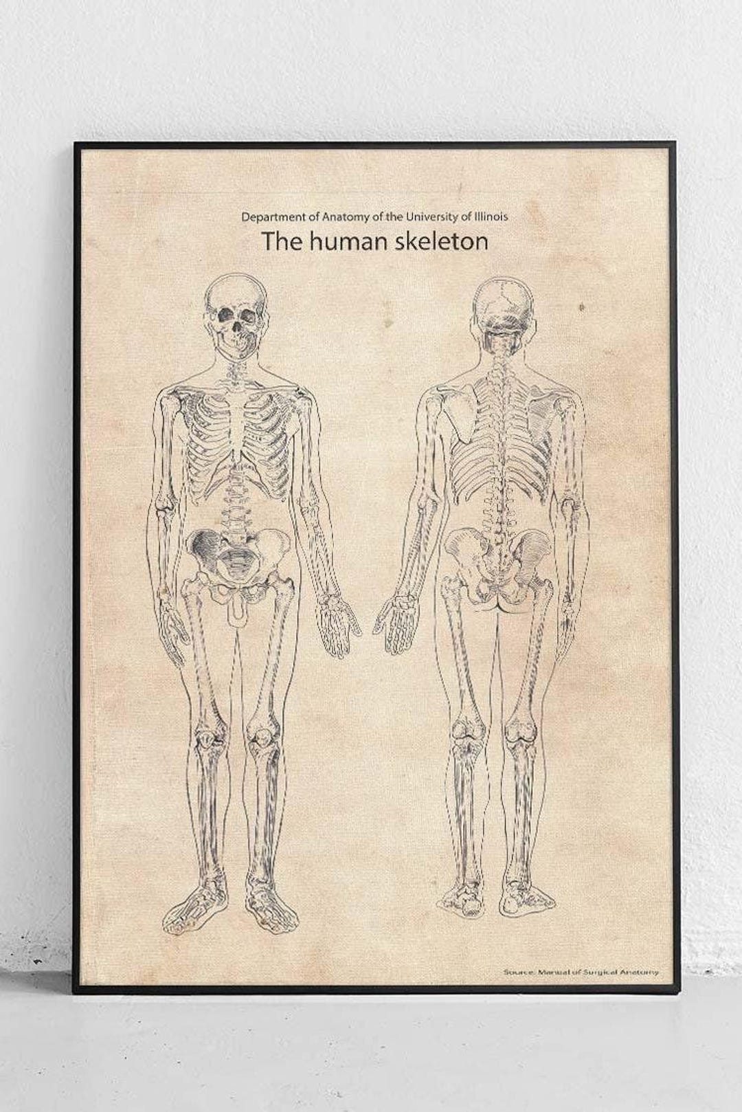Human Skeleton Original Poster - Etsy
