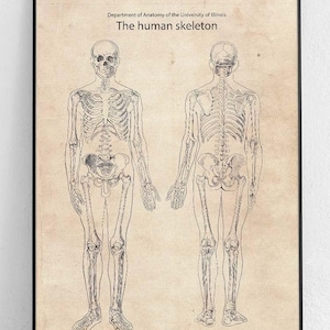 Póster original de esqueleto humano