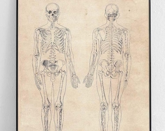 Human skeleton Original Poster