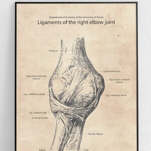 Elbow ligament - Original Poster